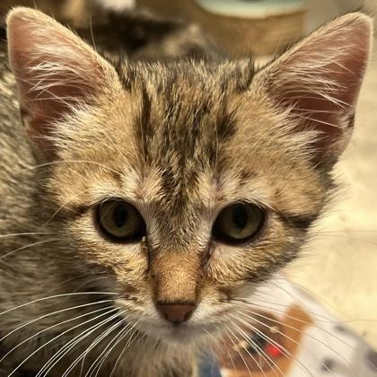 Enlarge Piglet, a Adoptable mixed breed in Pleasanton, CA image 2/2