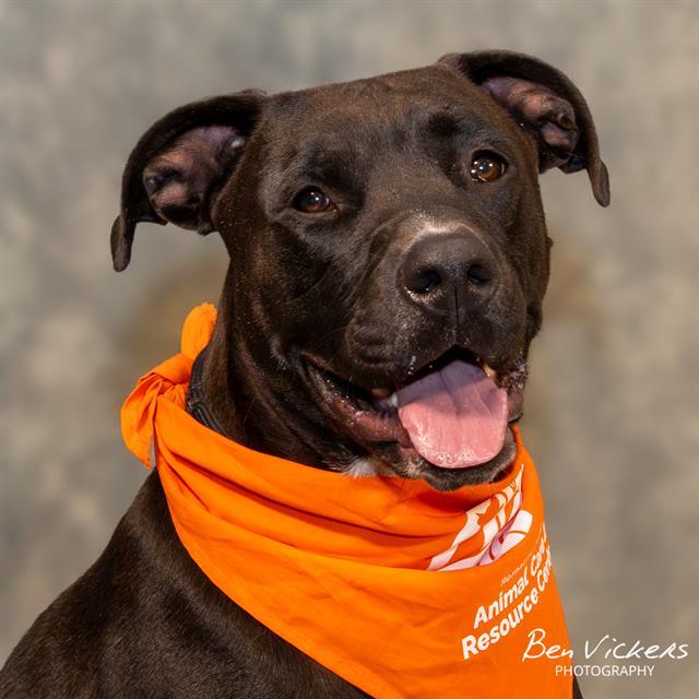 MURPHY, Adoptable, Young Male Pit Bull Terrier & Mixed Breed.