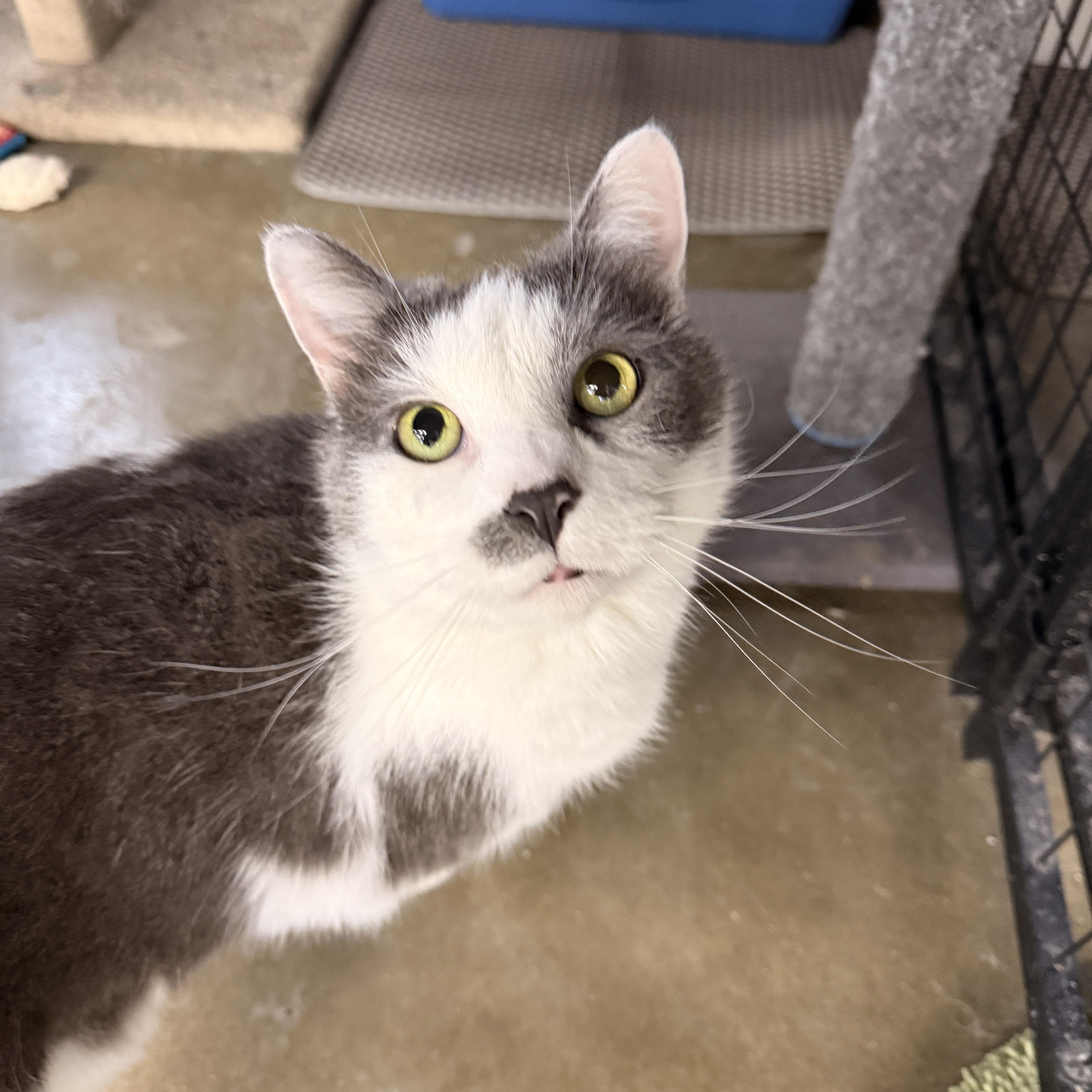 Truman, ADOPTABLE, Adult Male Domestic Short Hair.