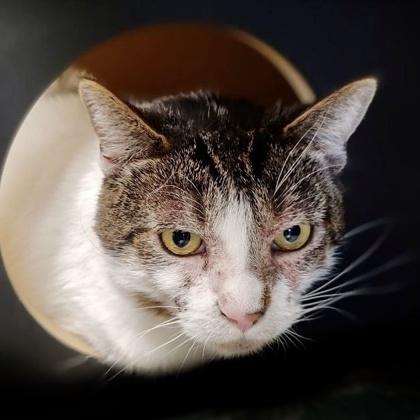 Chandler, Adoptable, Kitten Male Domestic Short Hair & Domestic Short Hair.