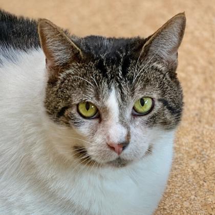 Chandler, Adoptable, Adult Male Domestic Short Hair & Domestic Short Hair.