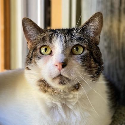 Chandler, a Adoptable mixed breed in Burlington, WA image 1/3