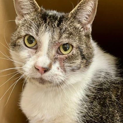 Enlarge Chandler, a Adoptable mixed breed in Burlington, WA image 2/2