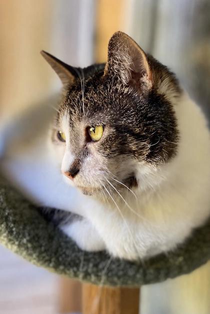 Chandler, a Adoptable mixed breed in Burlington, WA image 2/3