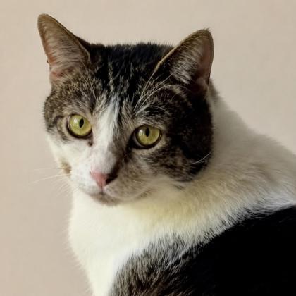 Chandler, a Adoptable mixed breed in Burlington, WA image 3/3