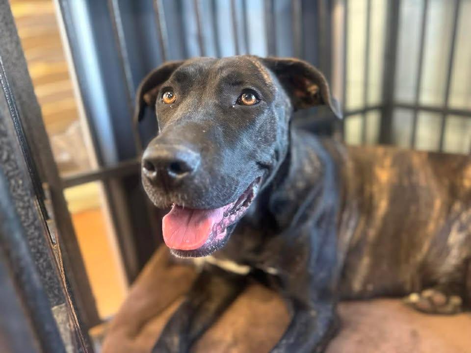 Enlarge Amelia, a Adoptable Mixed Breed in Stamford, CT image 1/3