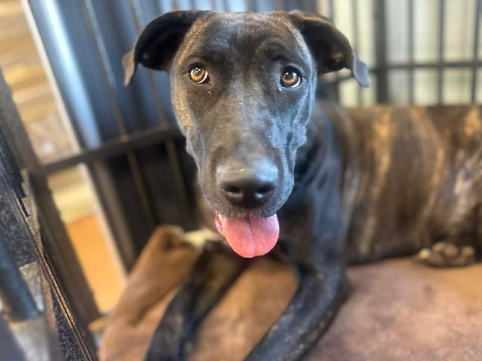 Enlarge Amelia, a Adoptable Mixed Breed in Stamford, CT image 2/3