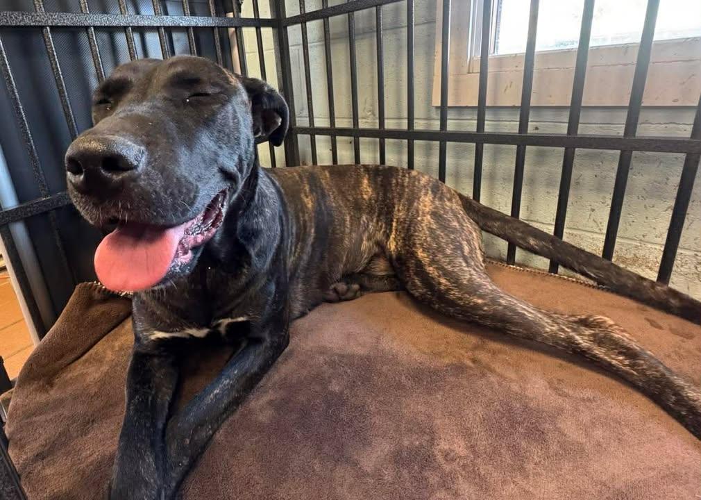 Enlarge Amelia, a Adoptable Mixed Breed in Stamford, CT image 3/3