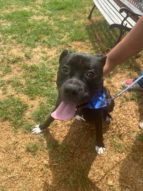 Enlarge Diesel - Foster or Adopt Me!, a Adoptable mixed breed in Lake Forest, CA image 1/6