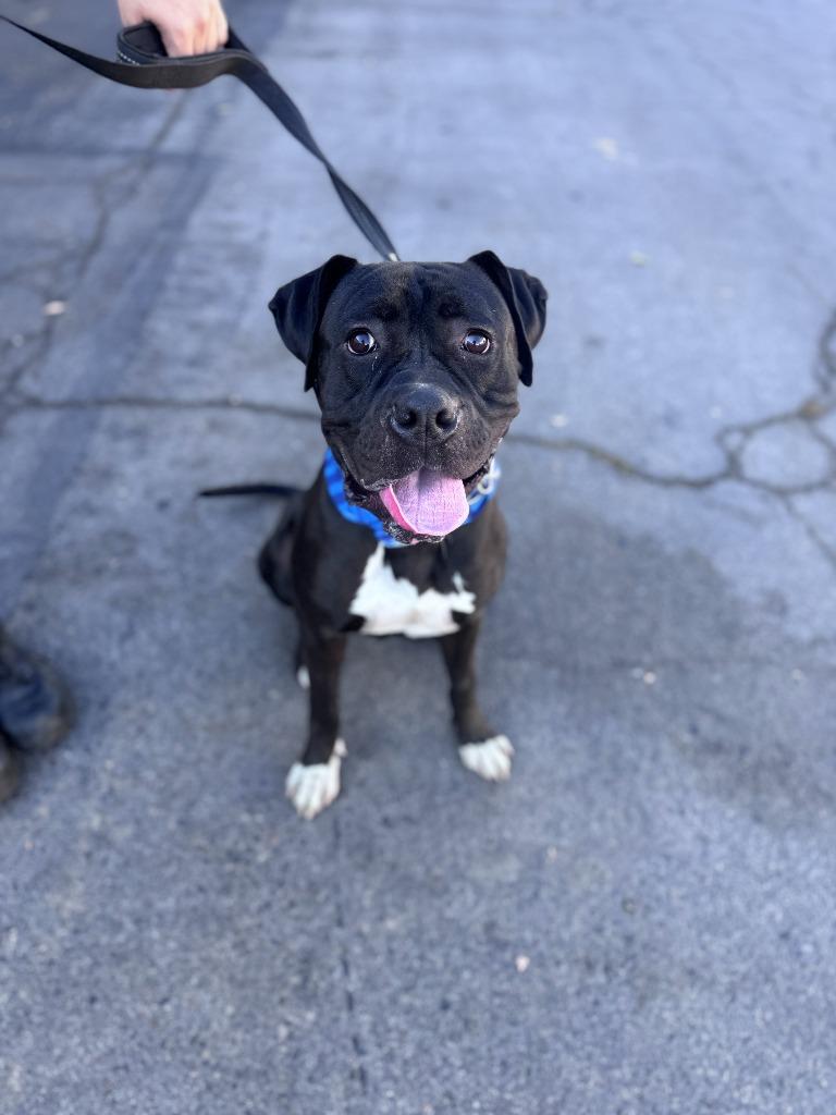 Enlarge Diesel - Foster or Adopt Me!, a Adoptable mixed breed in Lake Forest, CA image 2/6