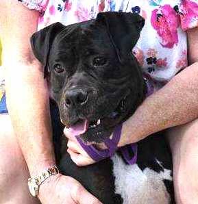 Enlarge Diesel - Foster or Adopt Me!, a Adoptable mixed breed in Lake Forest, CA image 4/6