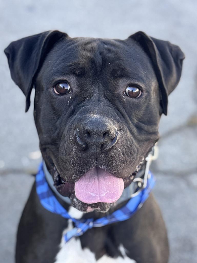 Diesel - Foster or Adopt Me!, Adoptable, Adult Male Boxer & American Staffordshire Terrier.