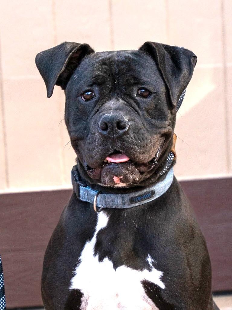 Enlarge Diesel - Foster or Adopt Me!, a Adoptable mixed breed in Lake Forest, CA image 2/6