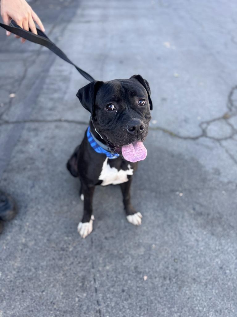 Enlarge Diesel - Foster or Adopt Me!, a Adoptable mixed breed in Lake Forest, CA image 5/6