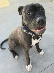 Enlarge Diesel - Foster or Adopt Me!, a Adoptable mixed breed in Lake Forest, CA image 3/6