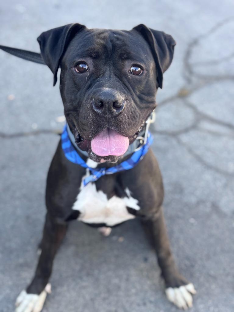 Diesel - Foster or Adopt Me!, a Adoptable mixed breed in Lake Forest, CA image 5/6