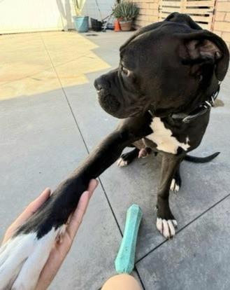 Diesel - Foster or Adopt Me!, a Adoptable mixed breed in Lake Forest, CA image 6/6