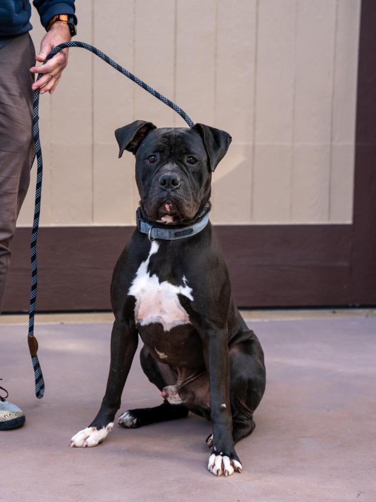 Enlarge Diesel - Foster or Adopt Me!, a Adoptable mixed breed in Lake Forest, CA image 6/6