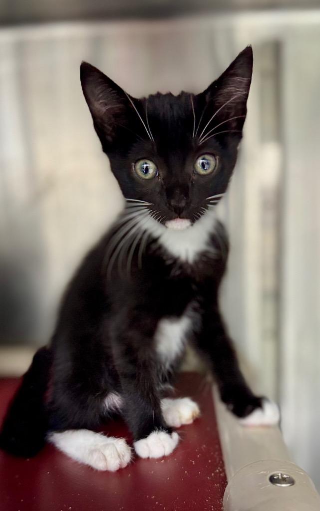 Enlarge Sponge, a Adoptable mixed breed in Danielsville, GA image 1/1
