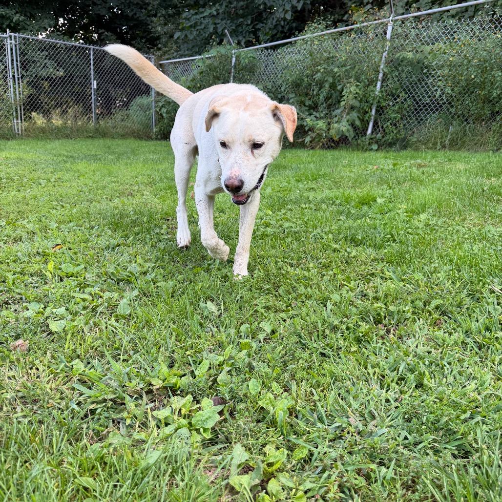 Marley, Adoptable, Adult Male Yellow Labrador Retriever.