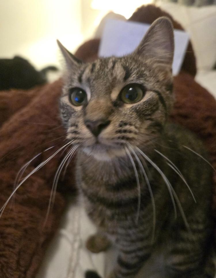 Bella — thumbnail 2