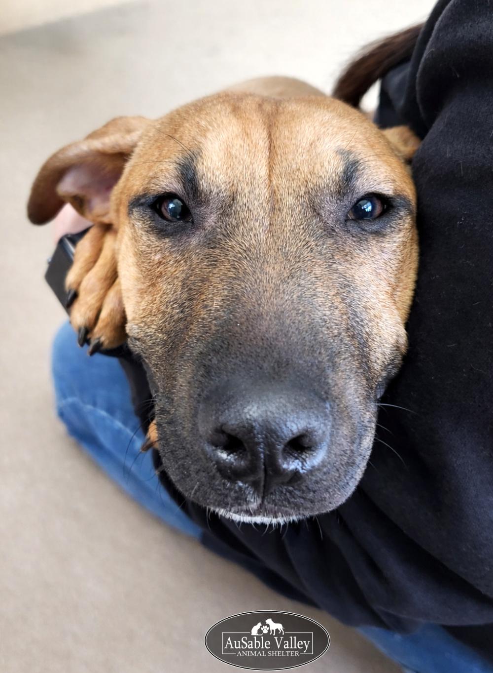 Enlarge Buttercup, a ADOPTABLE mixed breed in Grayling, MI image 4/4