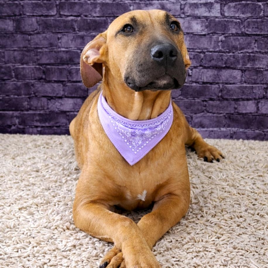 Buttercup, ADOPTABLE, Young Female Mixed Breed.