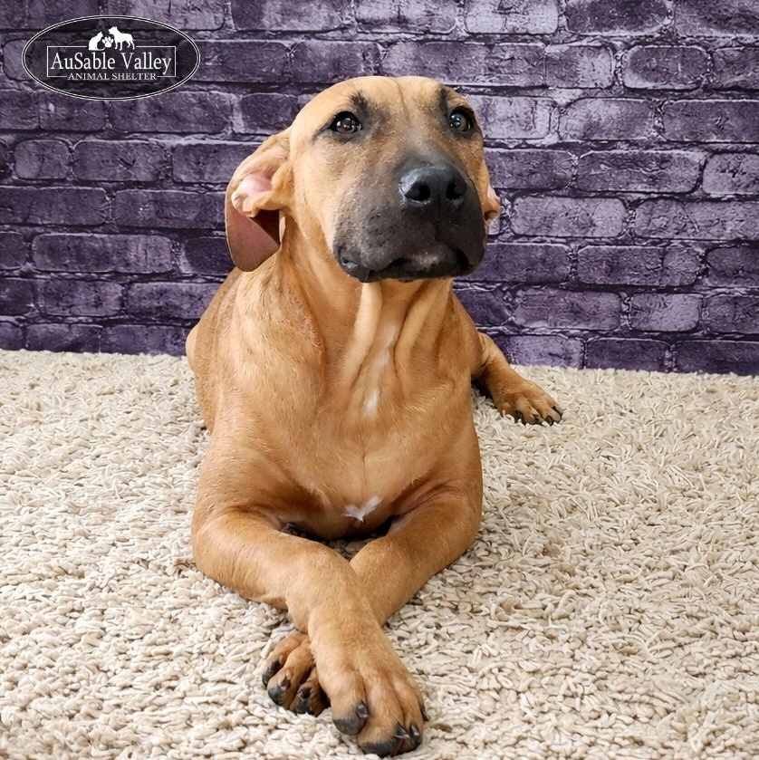 Enlarge Buttercup, a ADOPTABLE mixed breed in Grayling, MI image 1/4