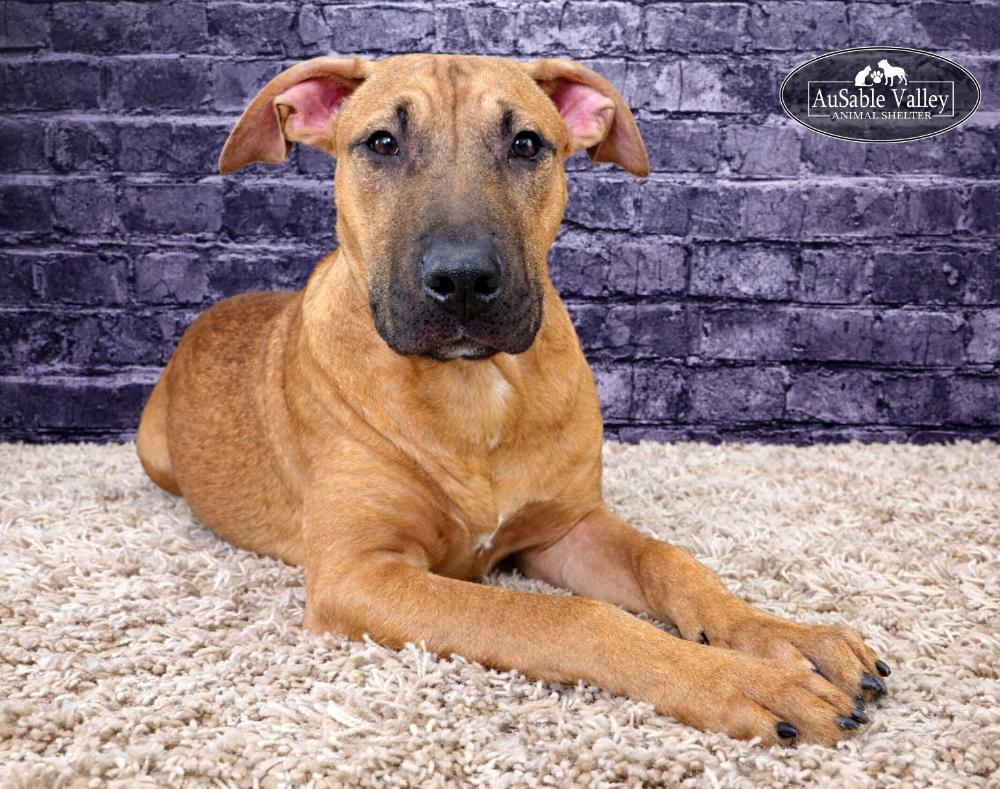 Enlarge Buttercup, a ADOPTABLE mixed breed in Grayling, MI image 2/4