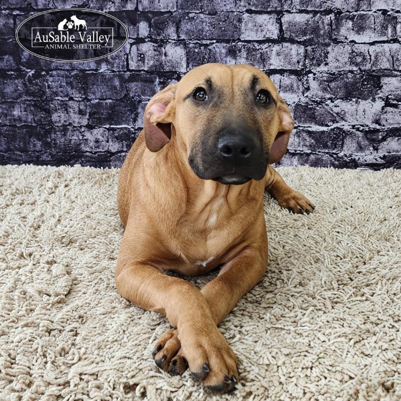 Enlarge Buttercup, a ADOPTABLE mixed breed in Grayling, MI image 3/4