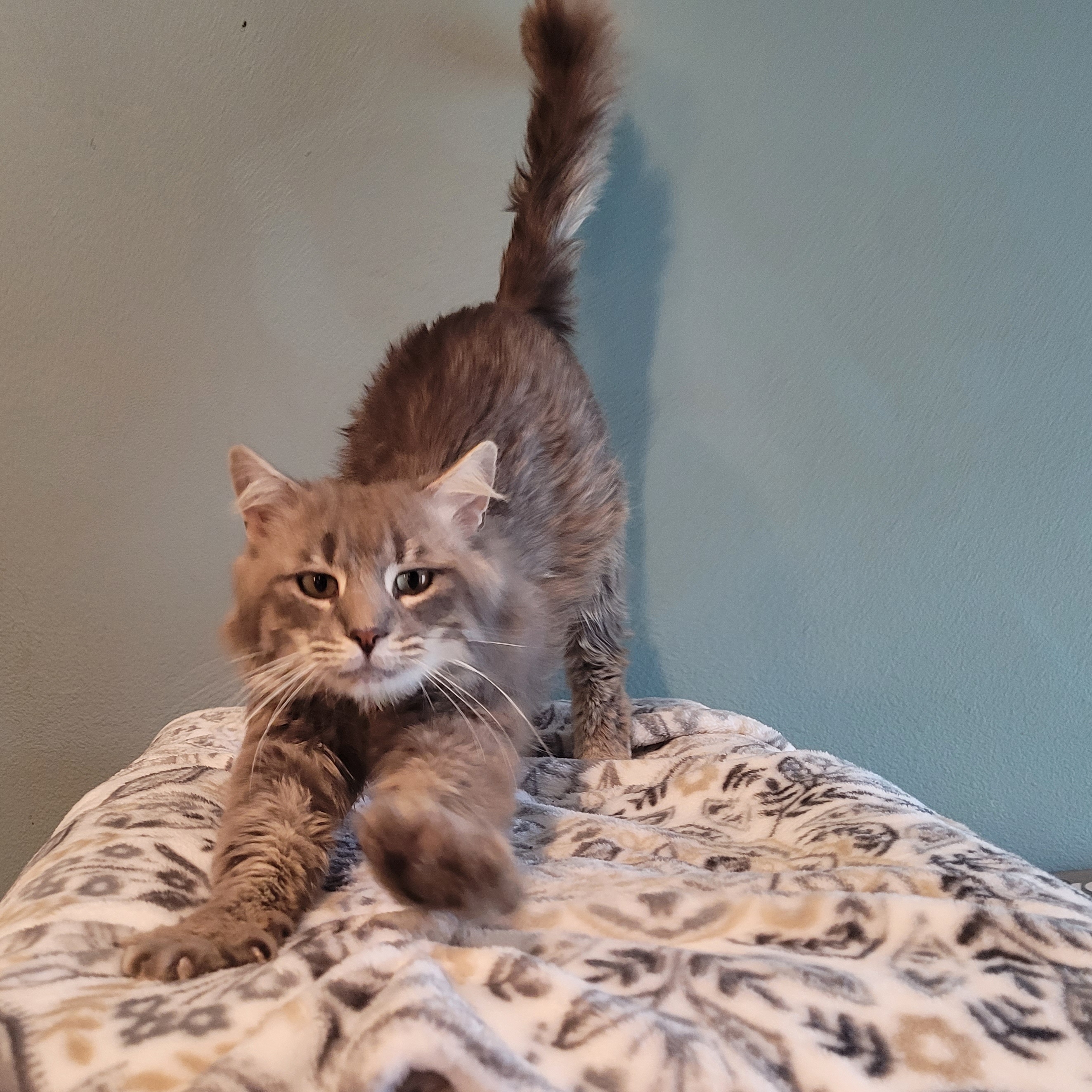 Fluffy Butt, Adopted, Adult Male Domestic Long Hair.