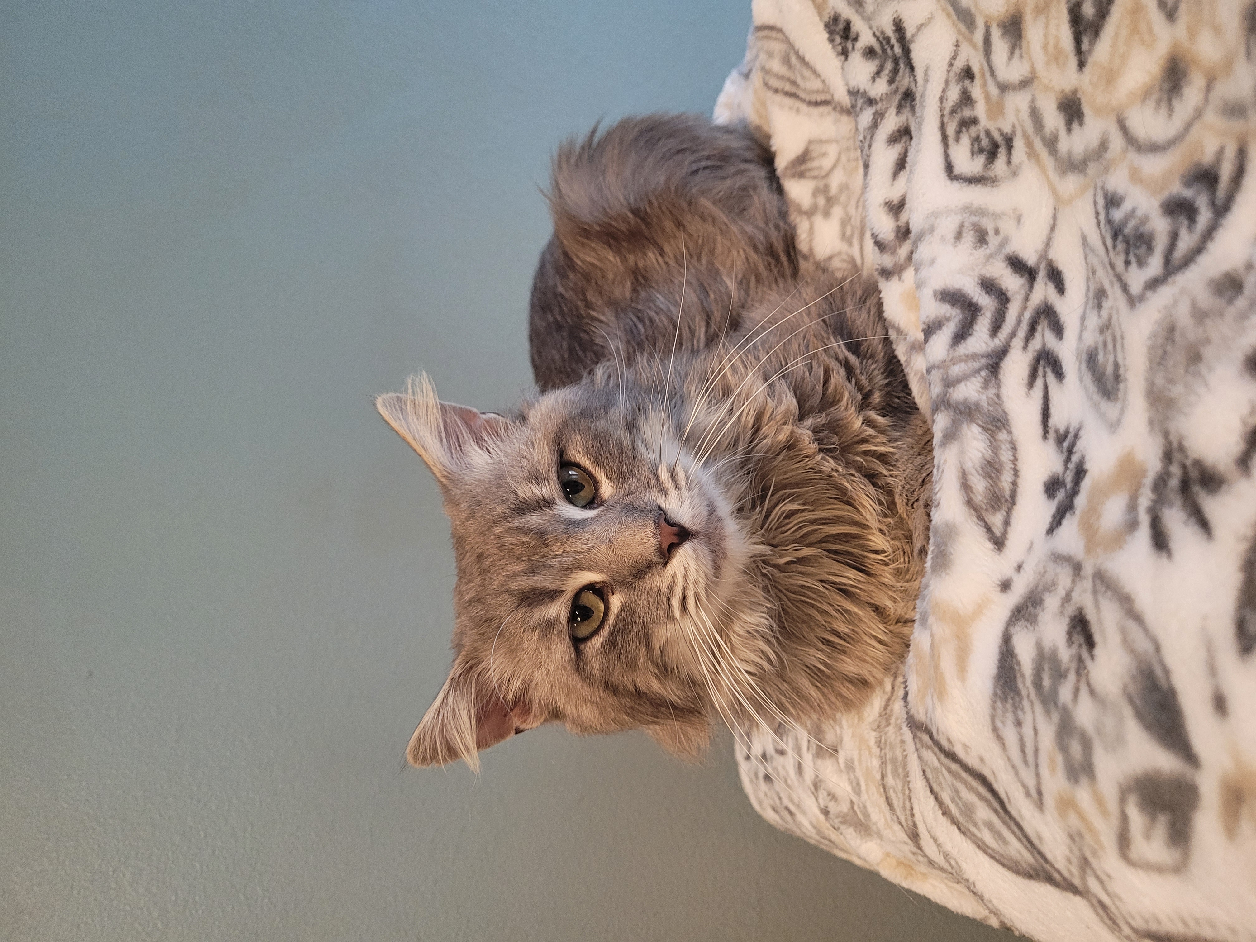 Fluffy Butt, a Adopted Domestic Long Hair in Denham Springs, LA image 2/2