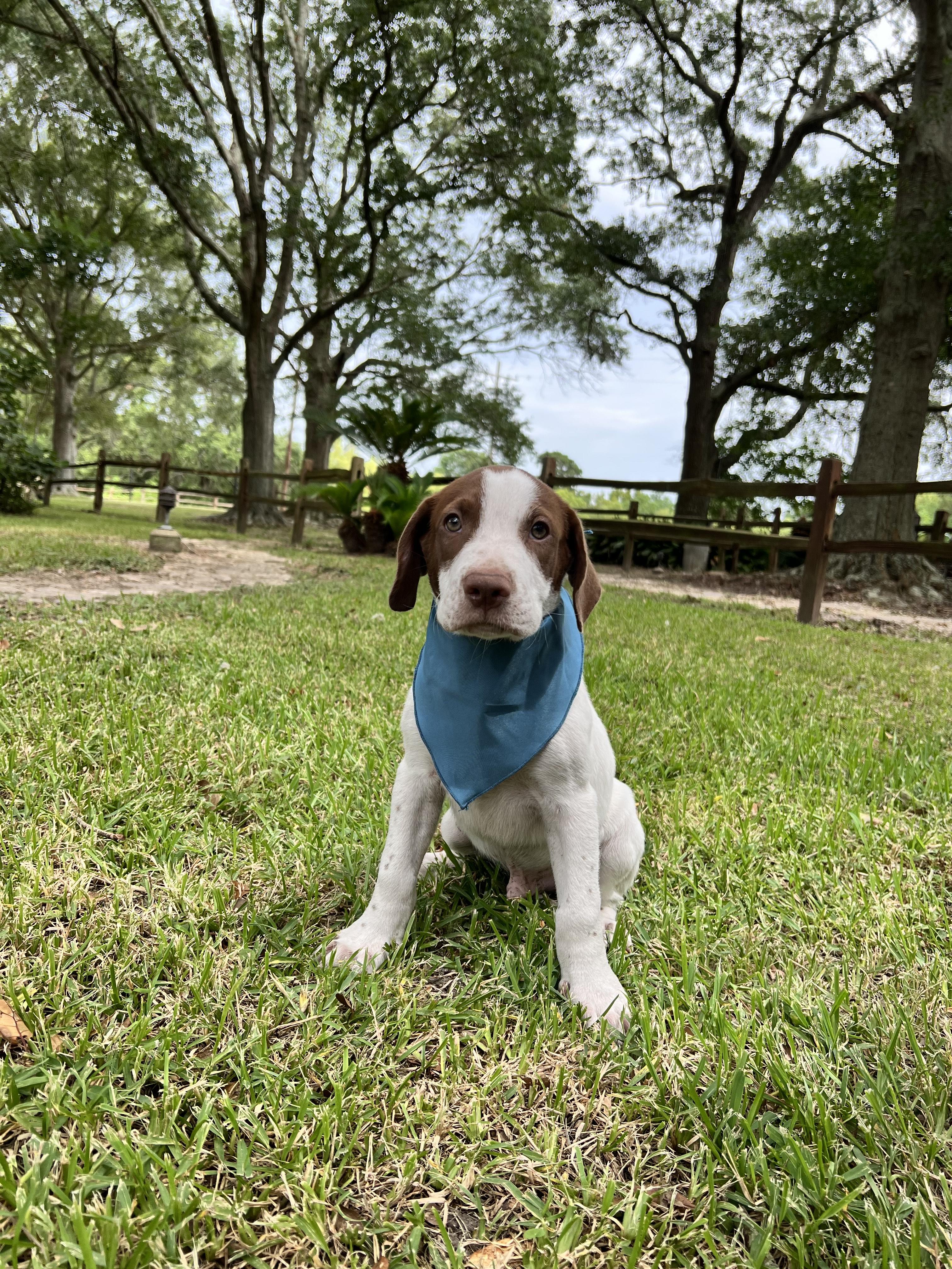 Copper, Young Male Shepherd