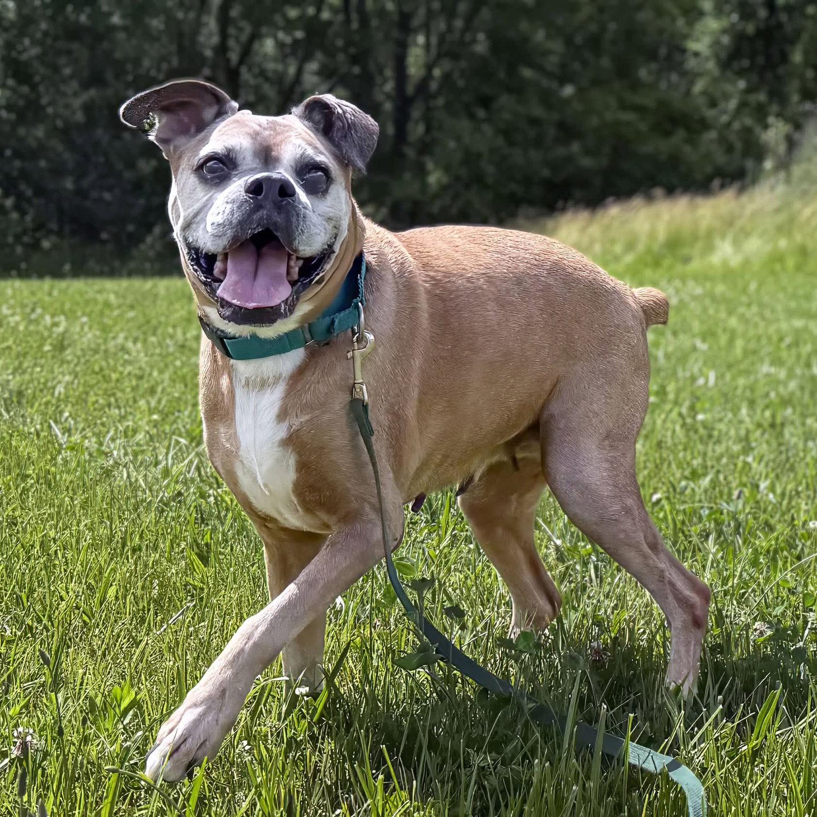 Olive, Adoptable, Senior Female Boxer.