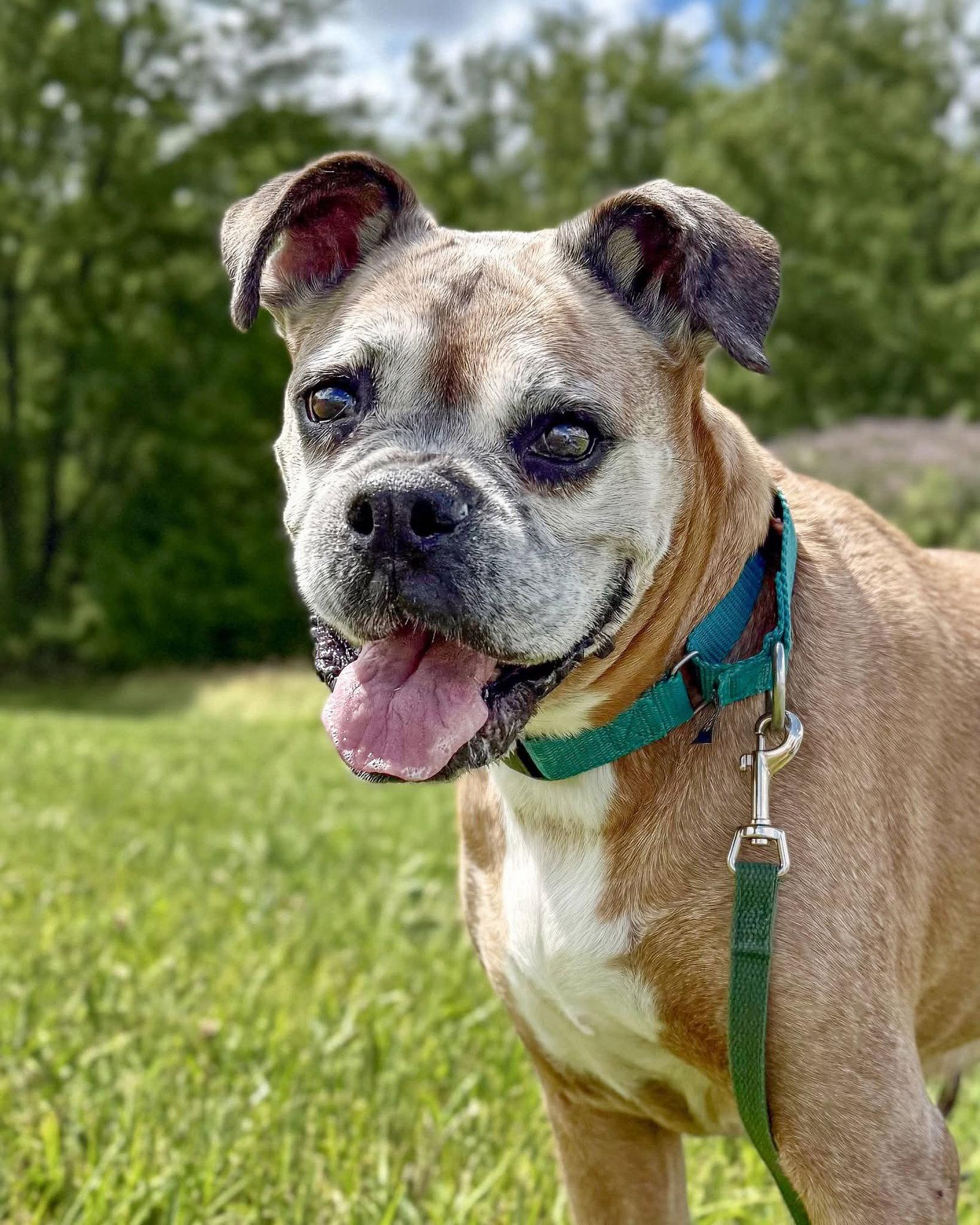 Enlarge Olive, a Adoptable Boxer in Woodbury, MN image 2/3