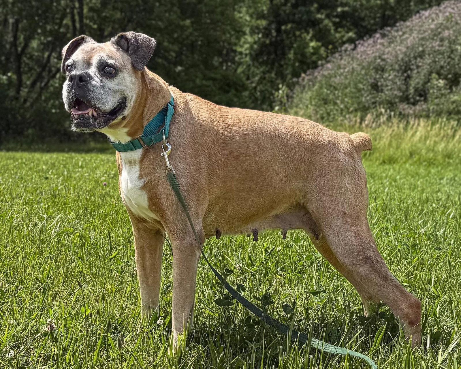 Enlarge Olive, a Adoptable Boxer in Woodbury, MN image 3/3