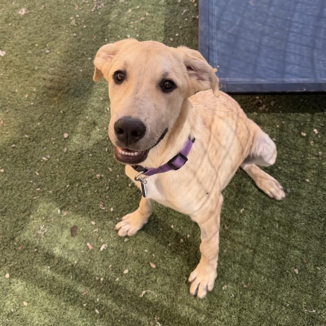 Twyla - Adopted!, a Adoptable mixed breed in San Diego, CA image 1/3