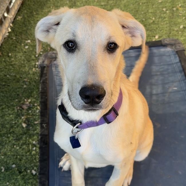 Twyla - Adopted!, a Adoptable mixed breed in San Diego, CA image 2/3
