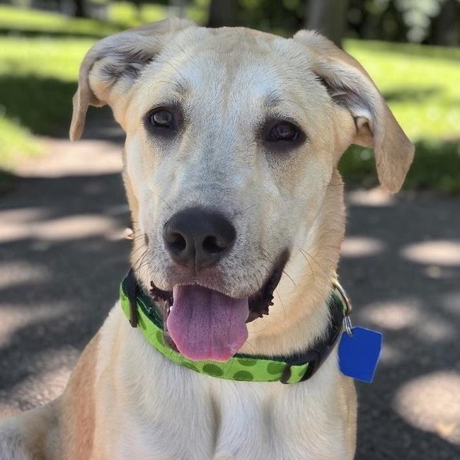 Twyla - Adopted!, a Adoptable mixed breed in San Diego, CA image 3/3