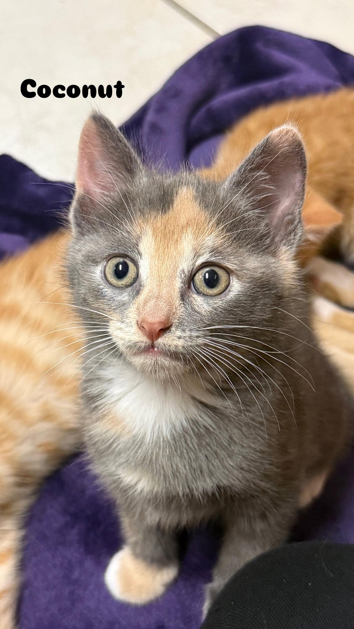 Coconut, Adopted, Kitten Female Domestic Short Hair.