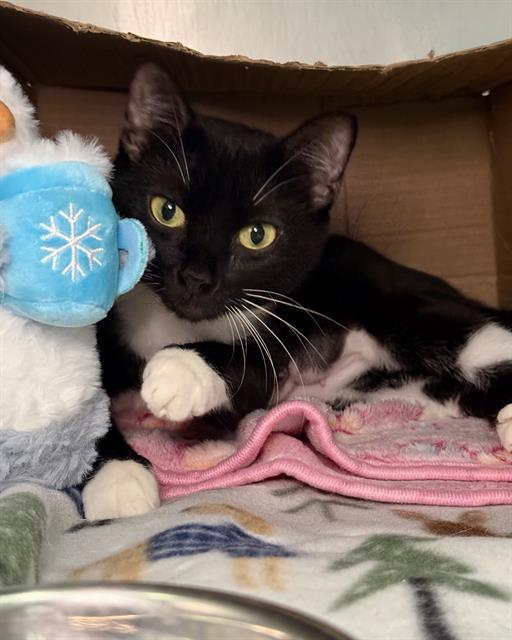 REW, Adoptable, Young Female Domestic Short Hair.