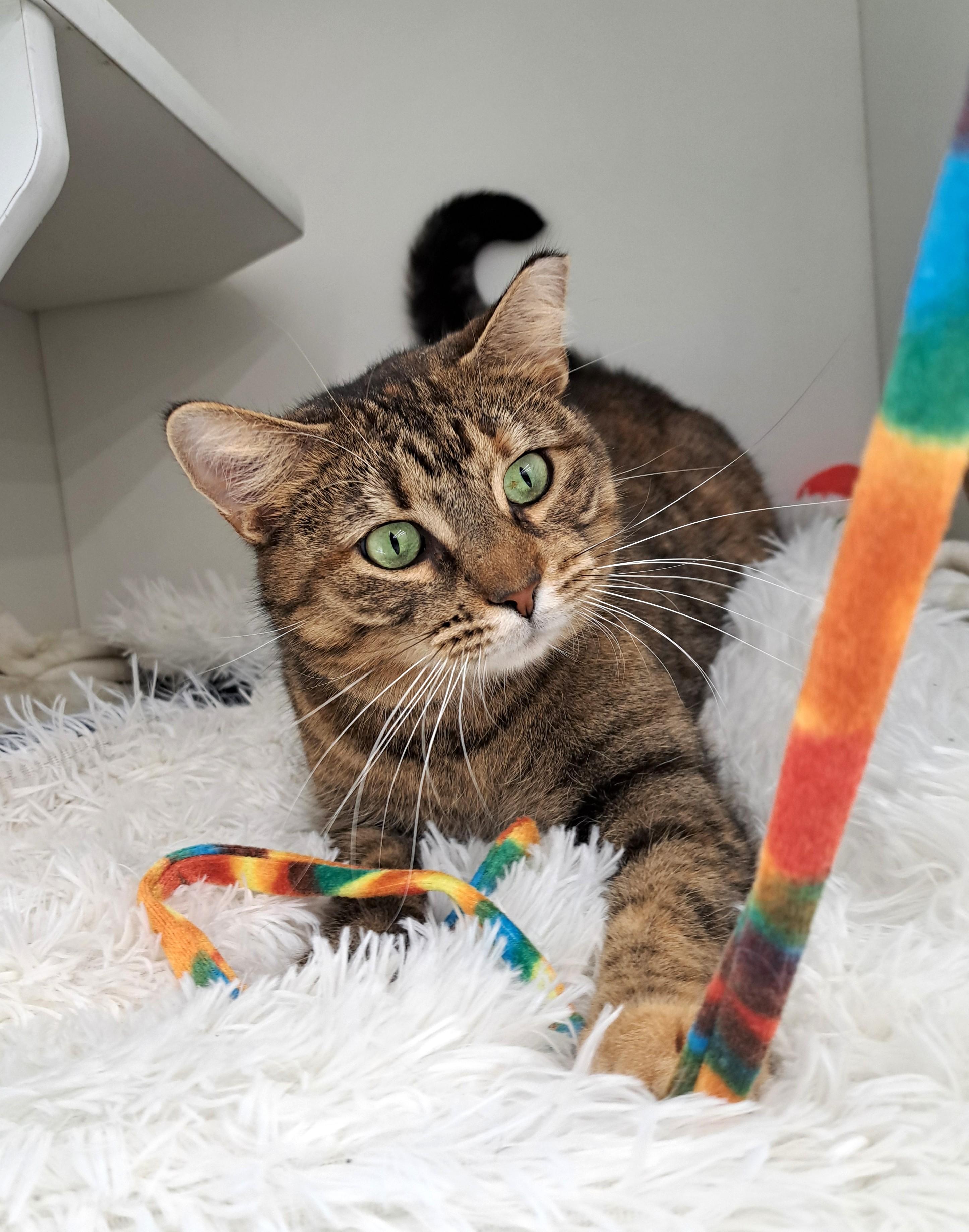 Enlarge Posie, a ADOPTABLE Tabby in New Albany, OH image 5/6