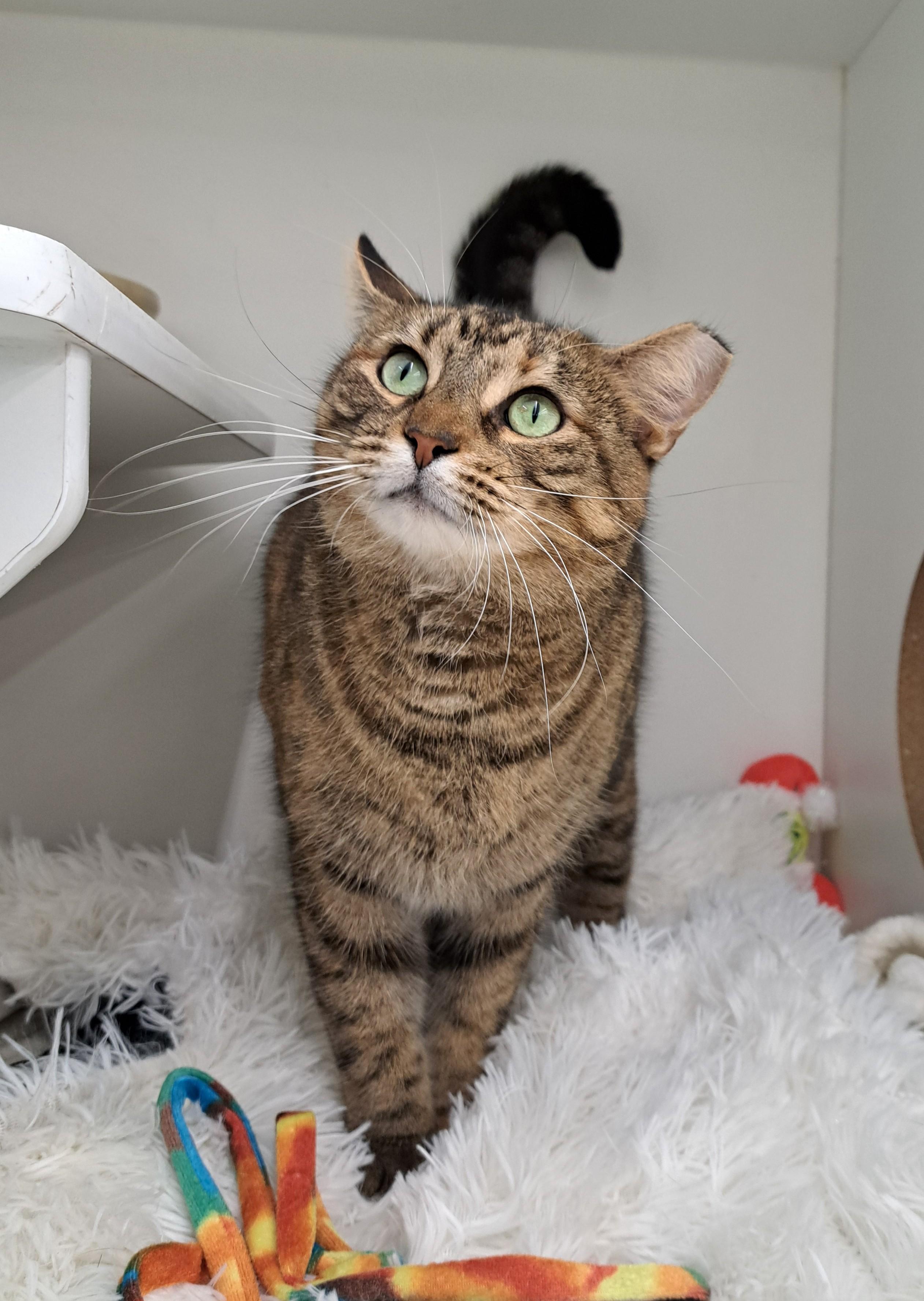 Enlarge Posie, a ADOPTABLE Tabby in New Albany, OH image 6/6