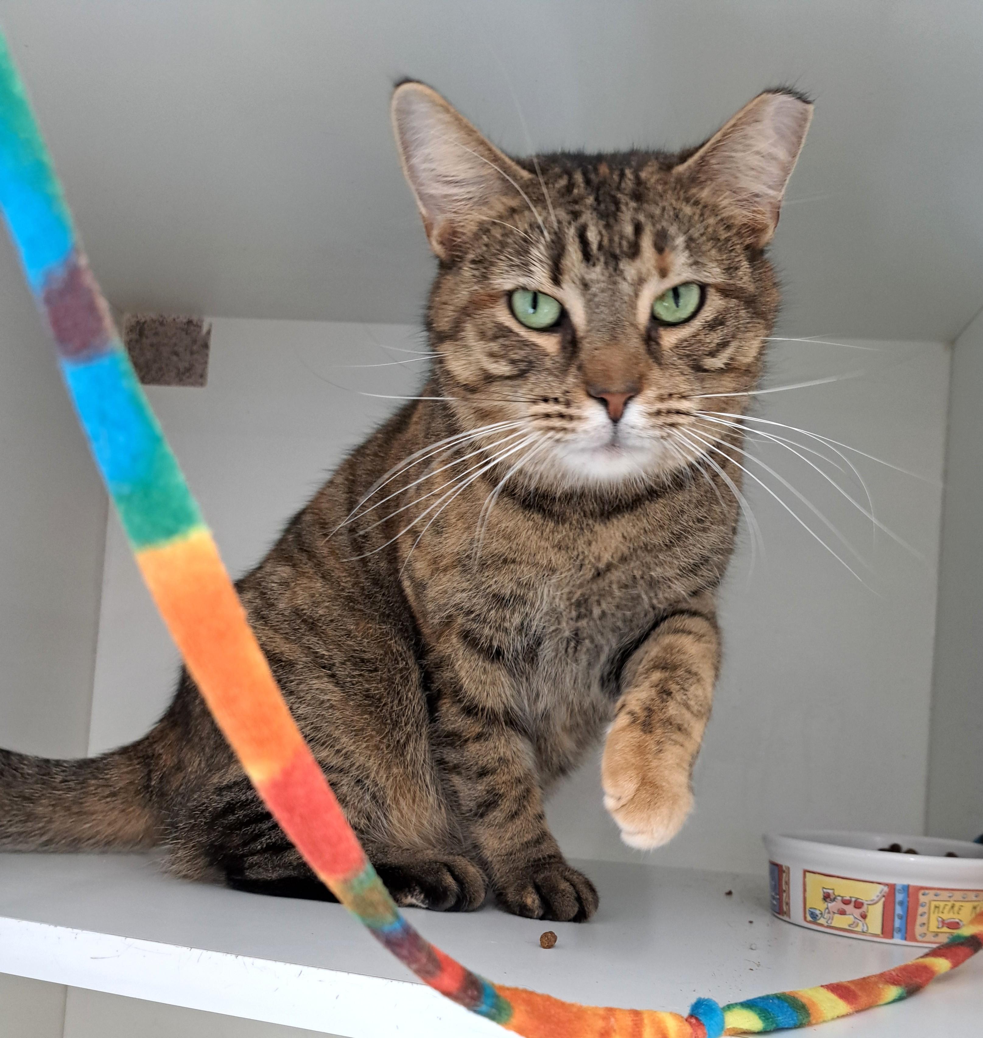 Enlarge Posie, a ADOPTABLE Tabby in New Albany, OH image 3/6