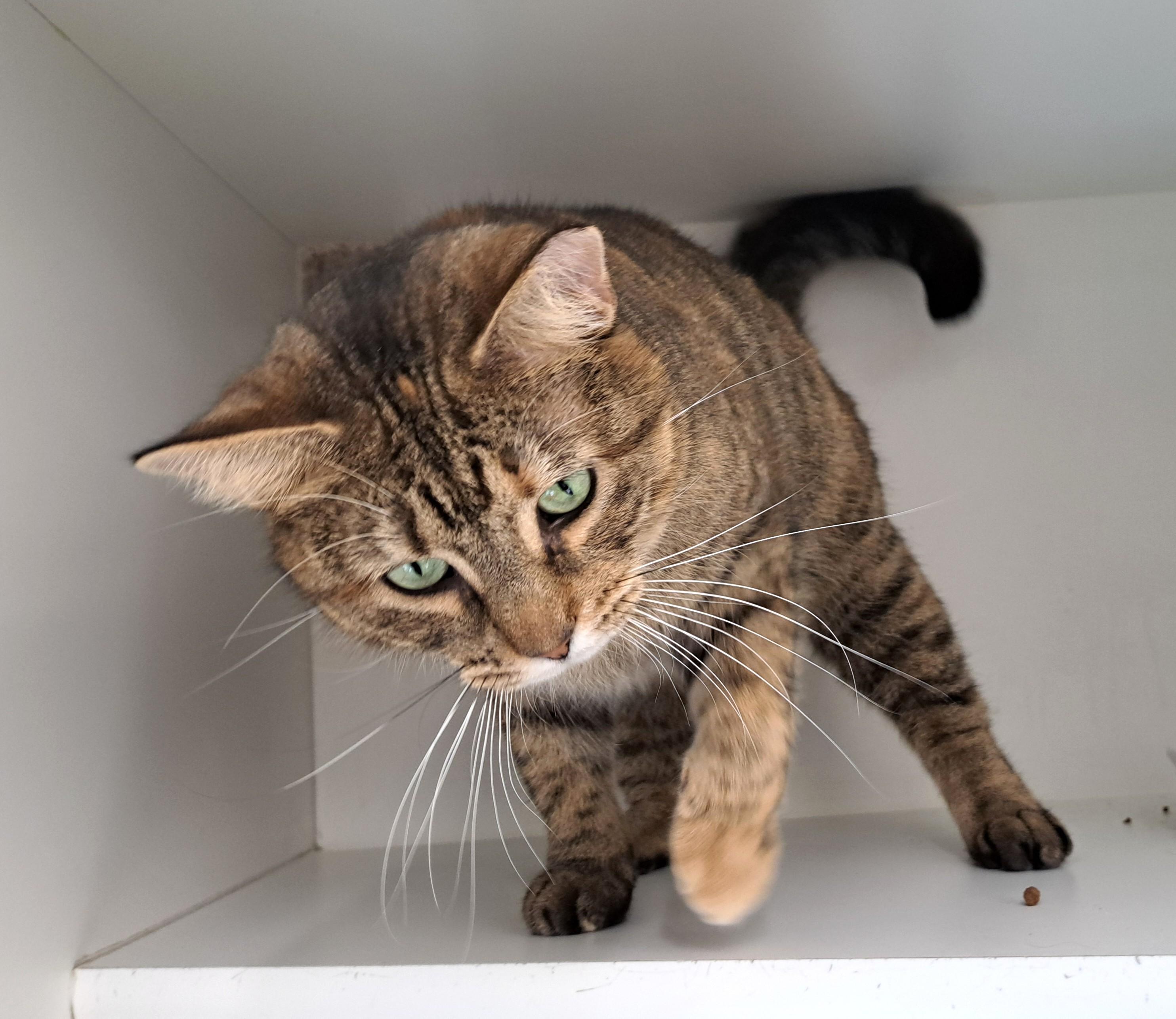 Enlarge Posie, a ADOPTABLE Tabby in New Albany, OH image 4/6