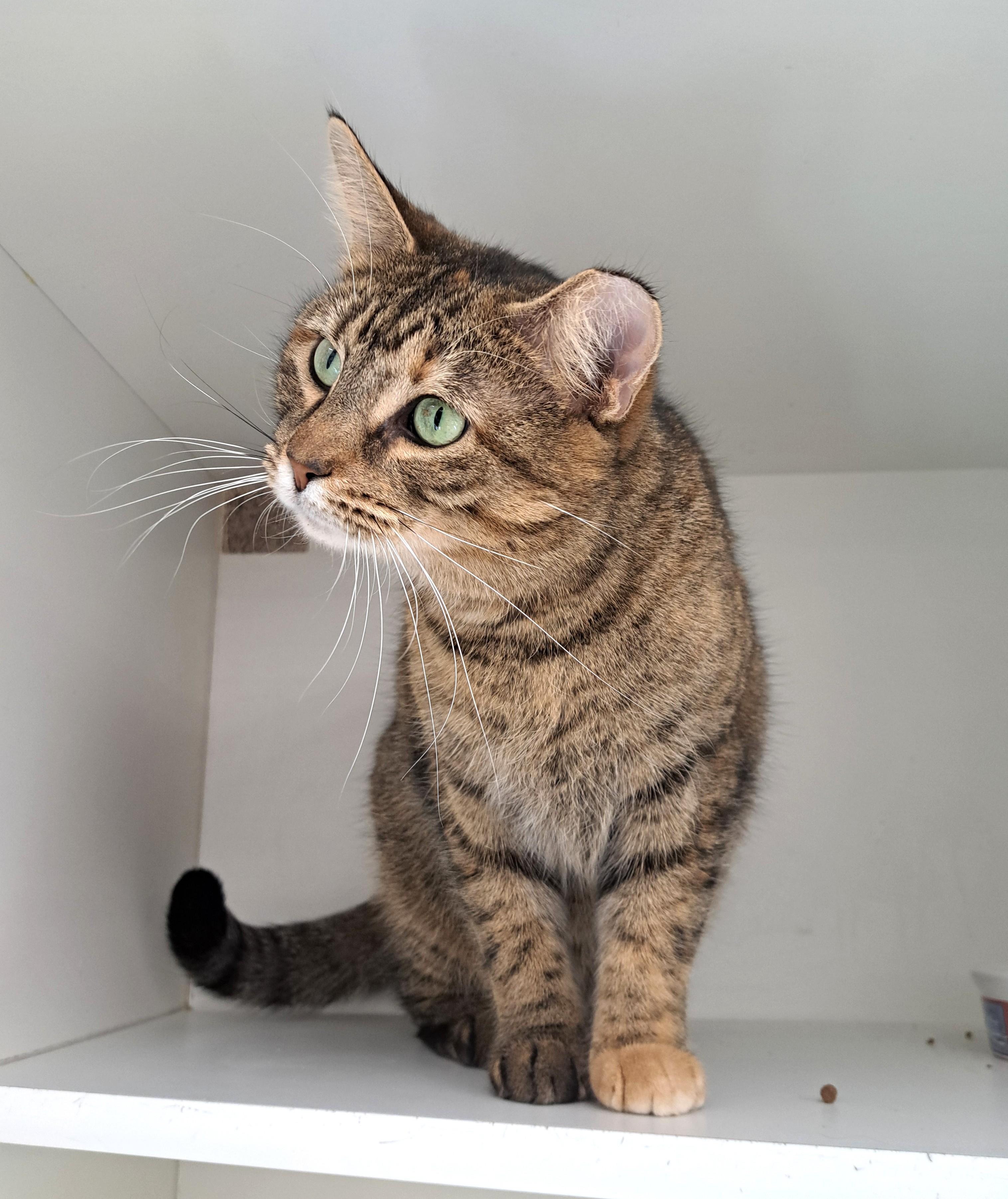 Enlarge Posie, a ADOPTABLE Tabby in New Albany, OH image 2/6