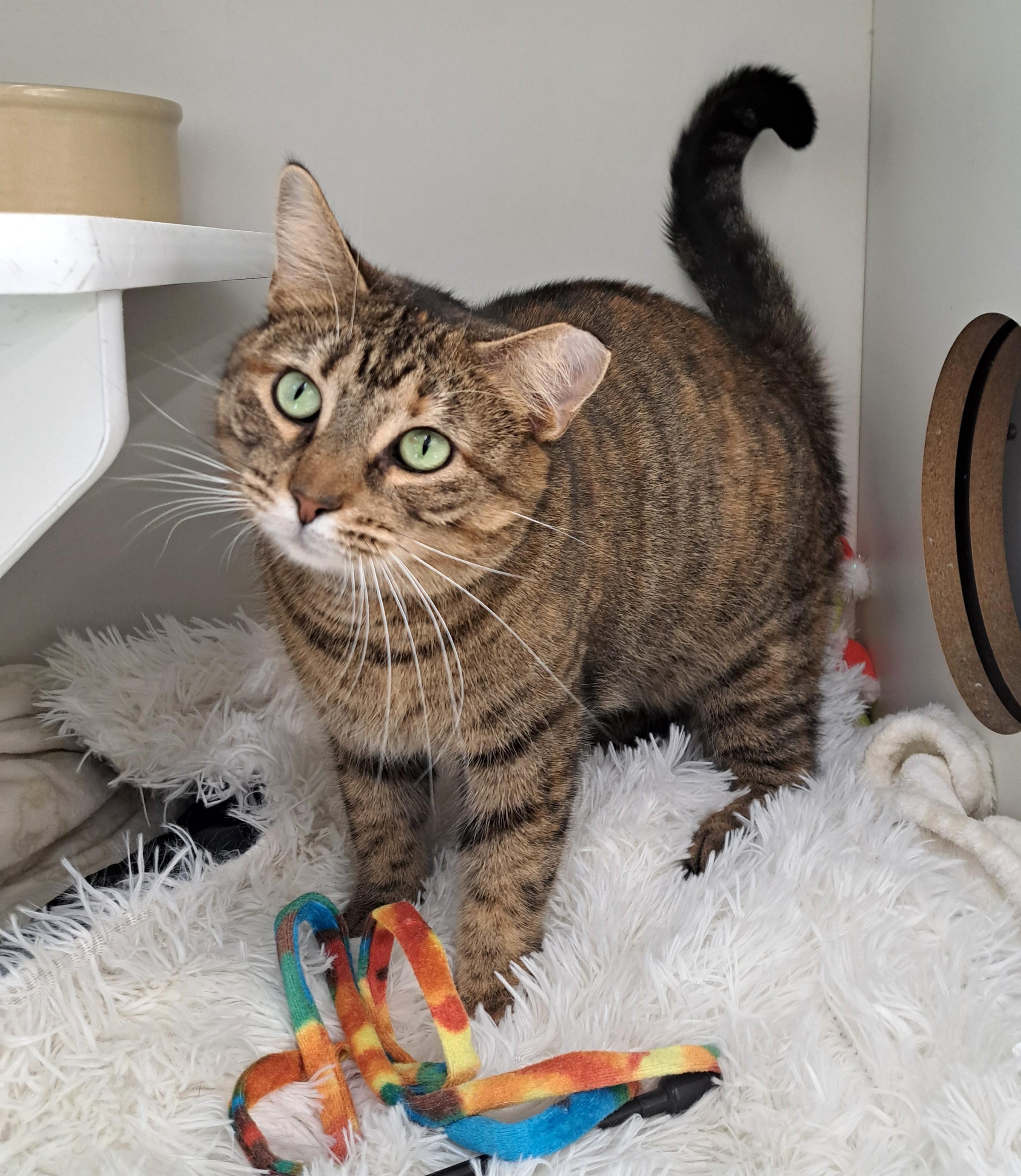 Enlarge Posie, a ADOPTABLE Tabby in New Albany, OH image 1/6