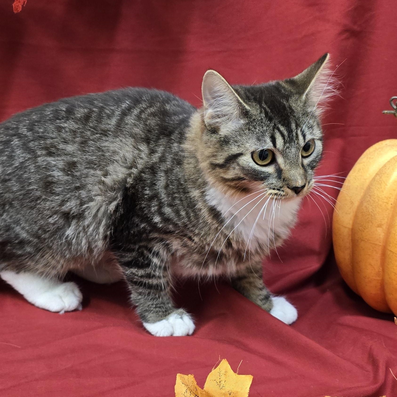 Enlarge Tabasco, a Adoptable mixed breed in Payson, AZ image 2/3