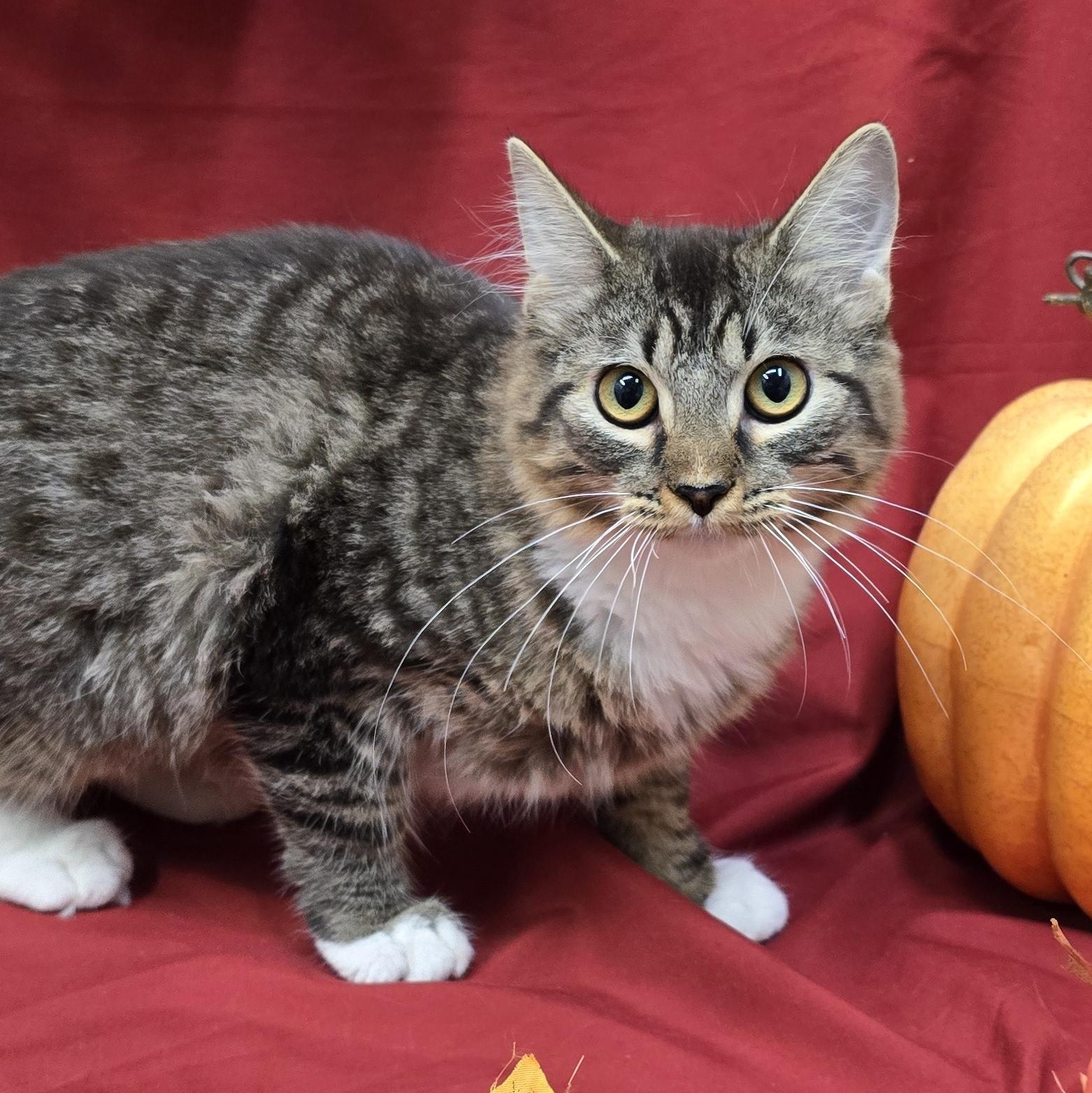 Tabasco, Adoptable, Young Female Domestic Long Hair.