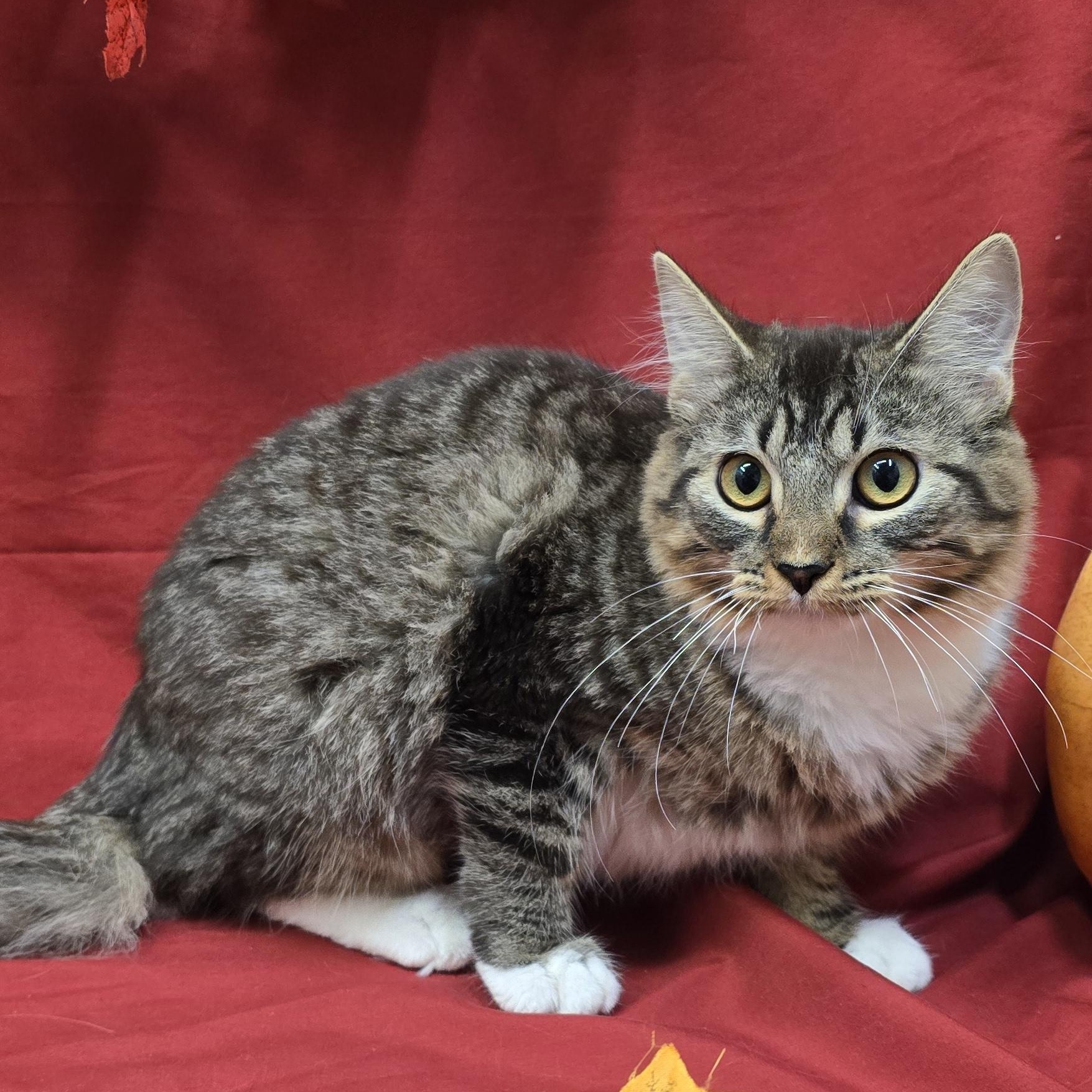Enlarge Tabasco, a Adoptable mixed breed in Payson, AZ image 3/3